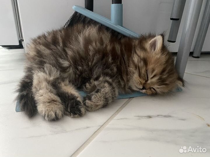 Шотландский котенок