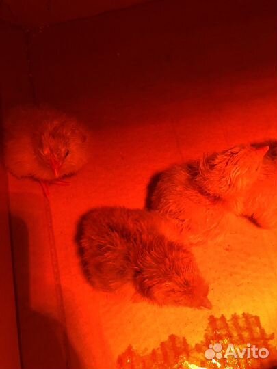 Цыплята суточные