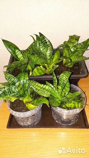 Сансевиерия