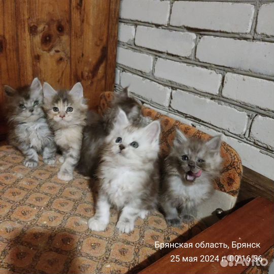 Котята мейн-кун