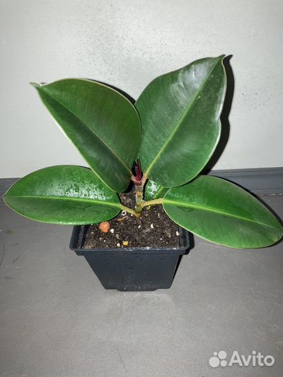 Фикус эластика