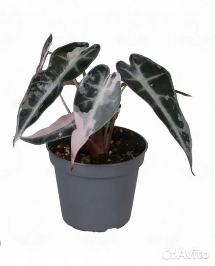 Alokasia Bambino Pink/ Алоказия Бамбино Пинк