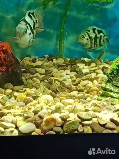 Сапфировый попугай