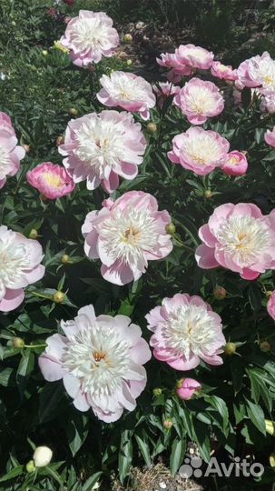 Пион куст Фантастик fantastic