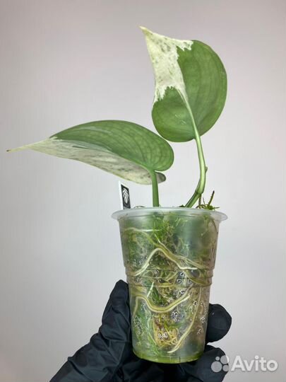 Сциндапсус Exotica Albo