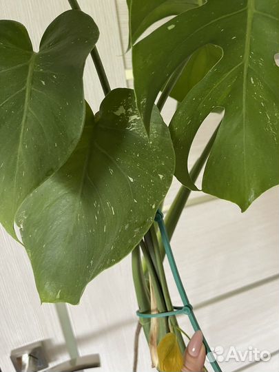 Монстера тайское созвездие