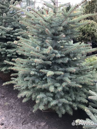 Ель голубая Глаука