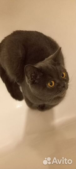 Вязка кошек