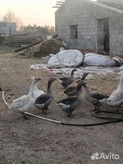 Продам гусей