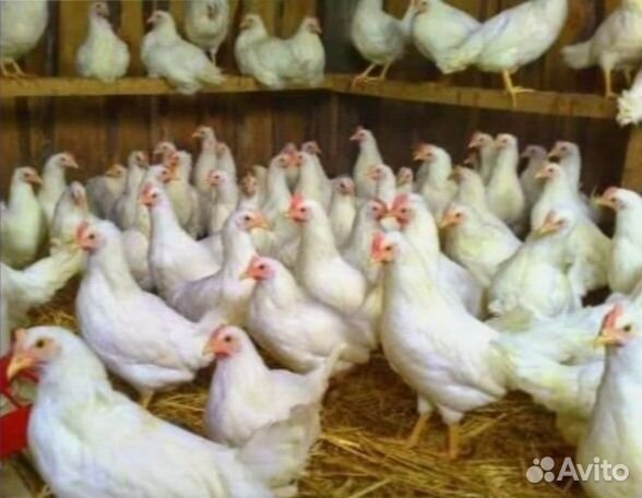 Куры несушки