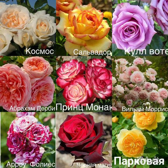 Саженцы роз много сортов