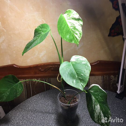 Монстера вариегатная альба