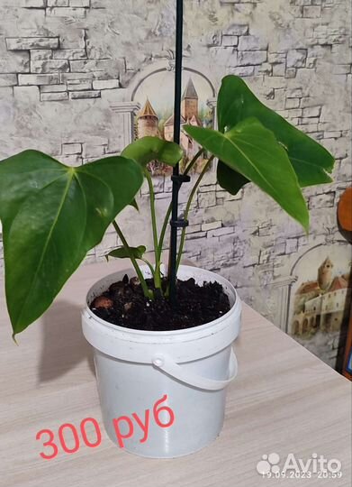 Комнатные цветы Антуриум