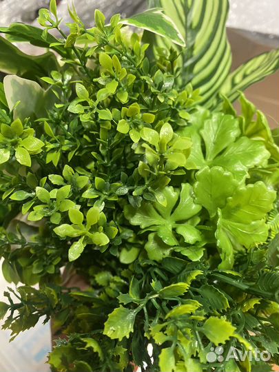 Растения для флорариума