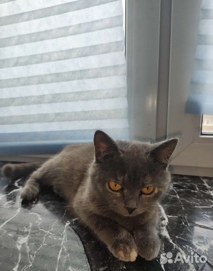 Кошка