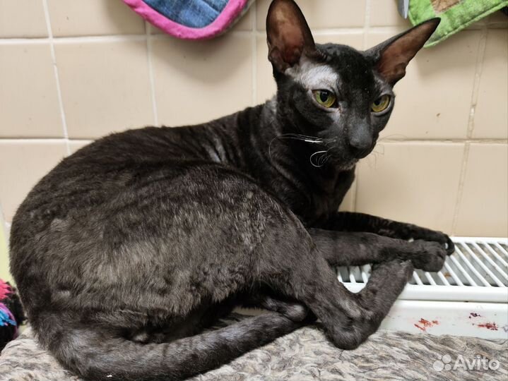 Корниш-рекс кошка