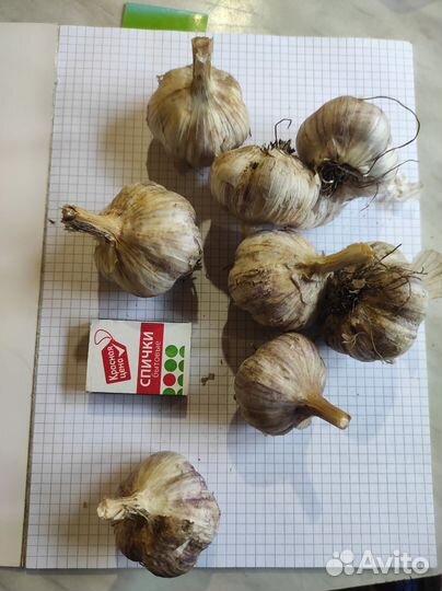 Чеснок на посадку