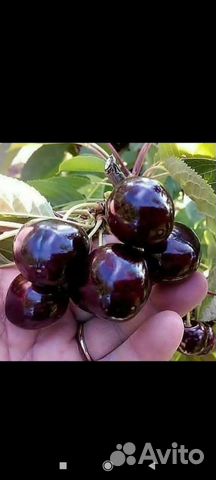 Саженцы плодовых деревьев