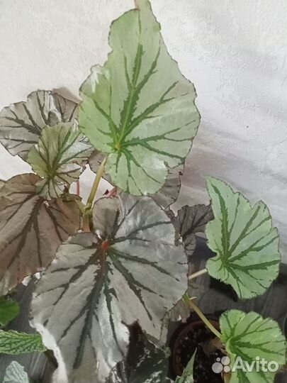 Тростниковые бегонии