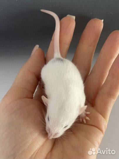 Крыса Дамбо