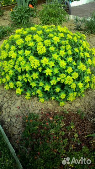 Растения многолетние садовые