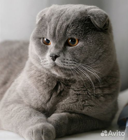 Шотландский кот вязка