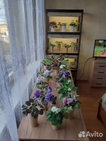 Продаю Сортовые фиалки