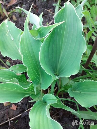 Хосты сортовые