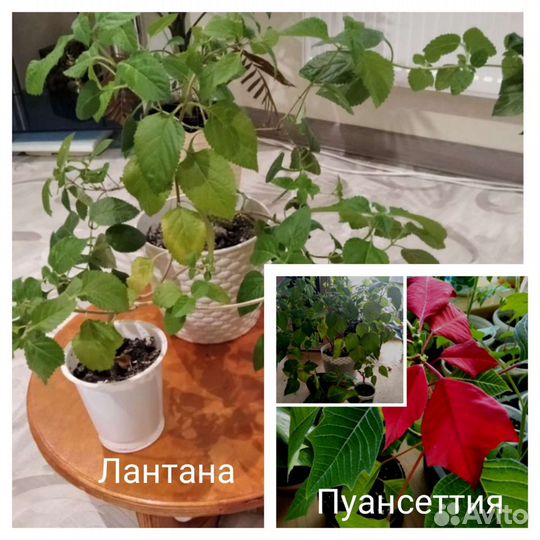 Комнатные растения