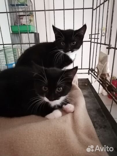 Котята ищут дом