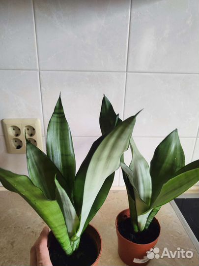 Сансевиерия муншайн