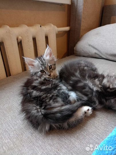 Продажа котят