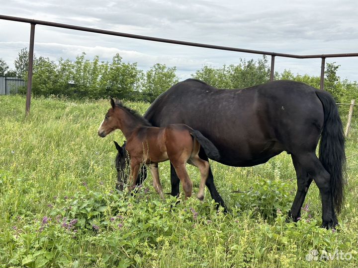 Продам лошадь с жеребенком