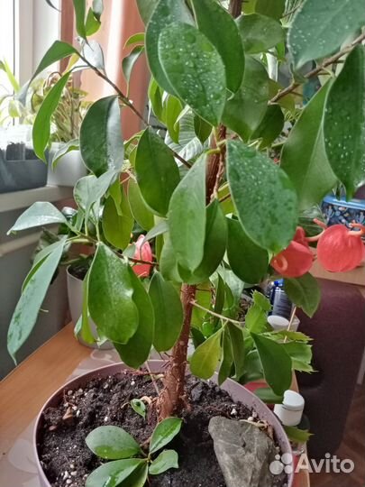 Фикус гинсенг