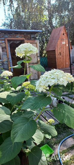 Гортензия древовидная