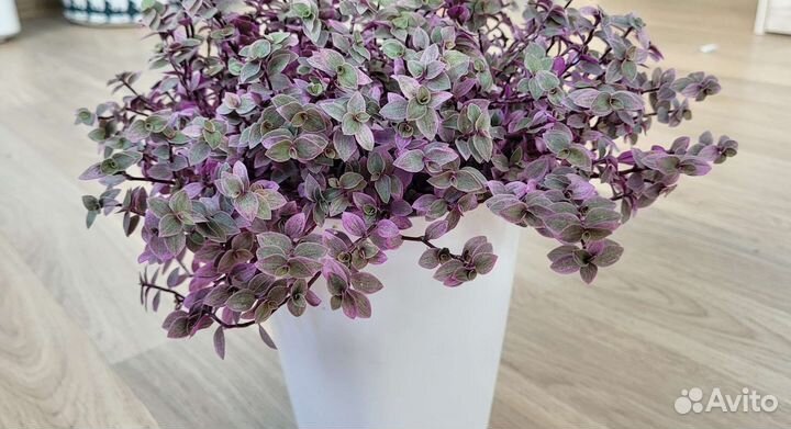 Дендробиум