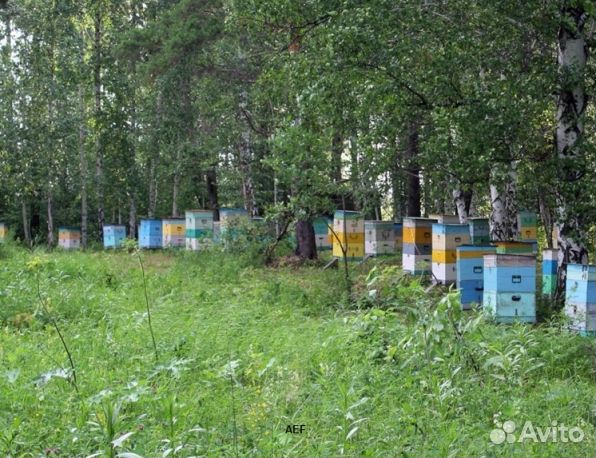 Мед 2024 года Алтайский оптом