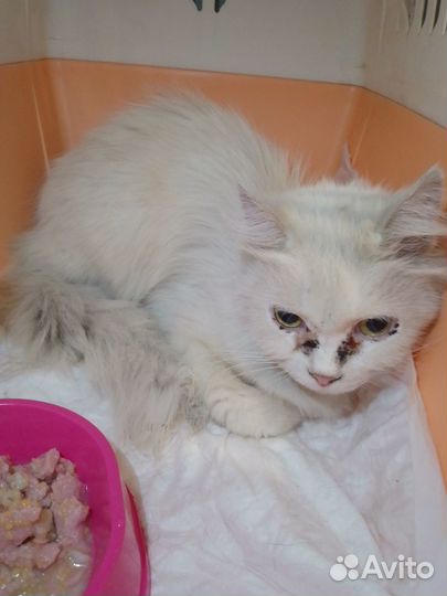 В районе цирка найдена киса Айси.Ищу добрые ручки