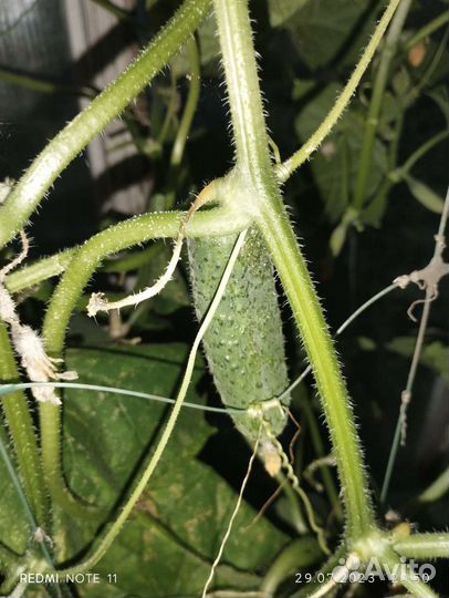 Огурцы свежие домашние