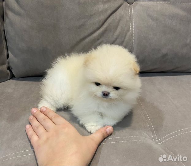 Померанский шпиц