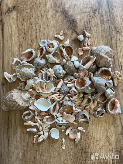 Морские ракушки