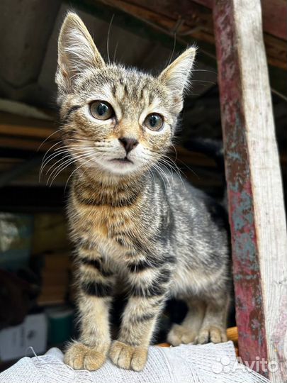 Прекрасные девушки ищут дом