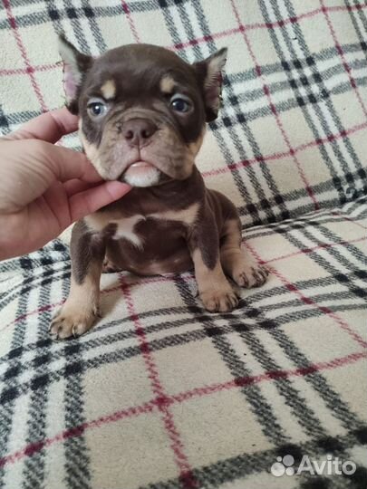 Американский Булли