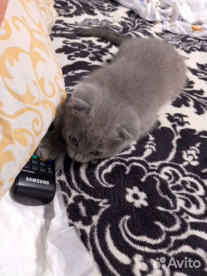 Кошка британка вислоухая