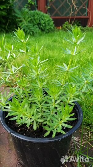 Цветы для сада, фуопсис