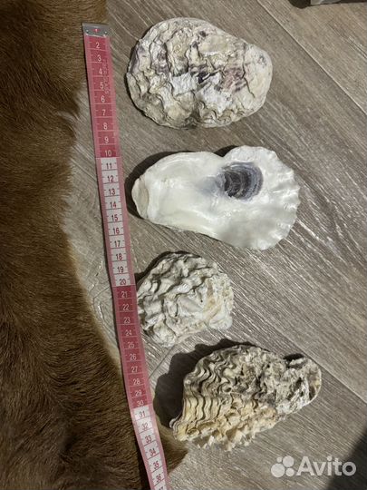 Ракушки Японского моря. Дрифтвуд