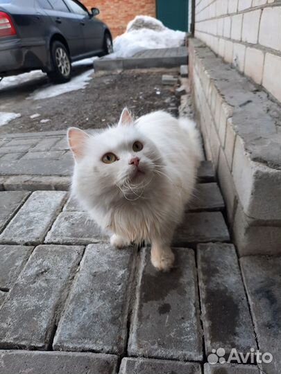 Кошки в добрые руки