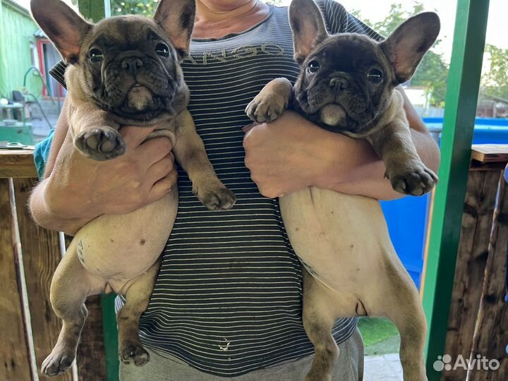 Девочка французский бульдог