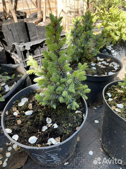 Хвойные растения