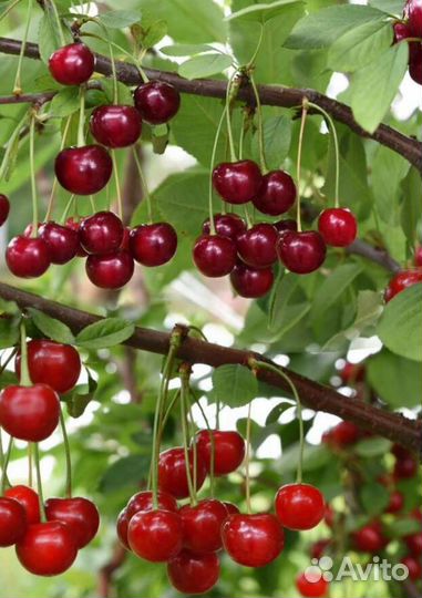 Вишня перец